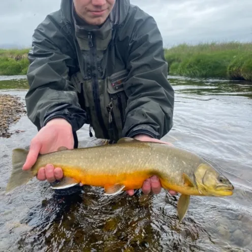 Arctic Char