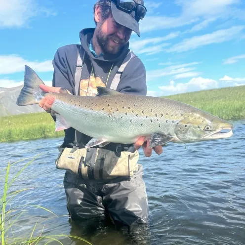 Atlantic Salmon