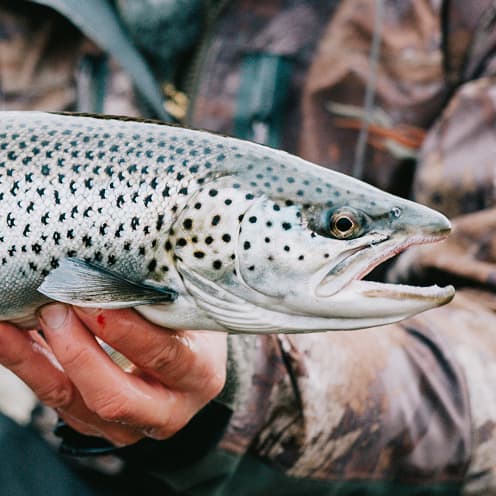Sea Trout