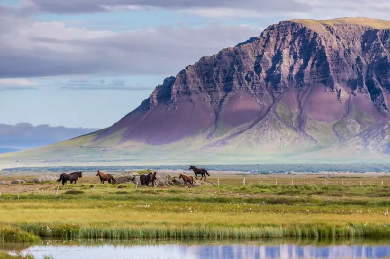 Mountain landscape with cows grazing